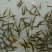 批发武昌鱼苗，鳊鱼苗(团头鲂)水花，武昌鱼夏花