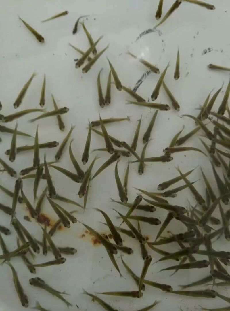 批发武昌鱼苗，鳊鱼苗(团头鲂)水花，武昌鱼夏花
