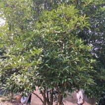 桂花树