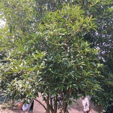 桂花树