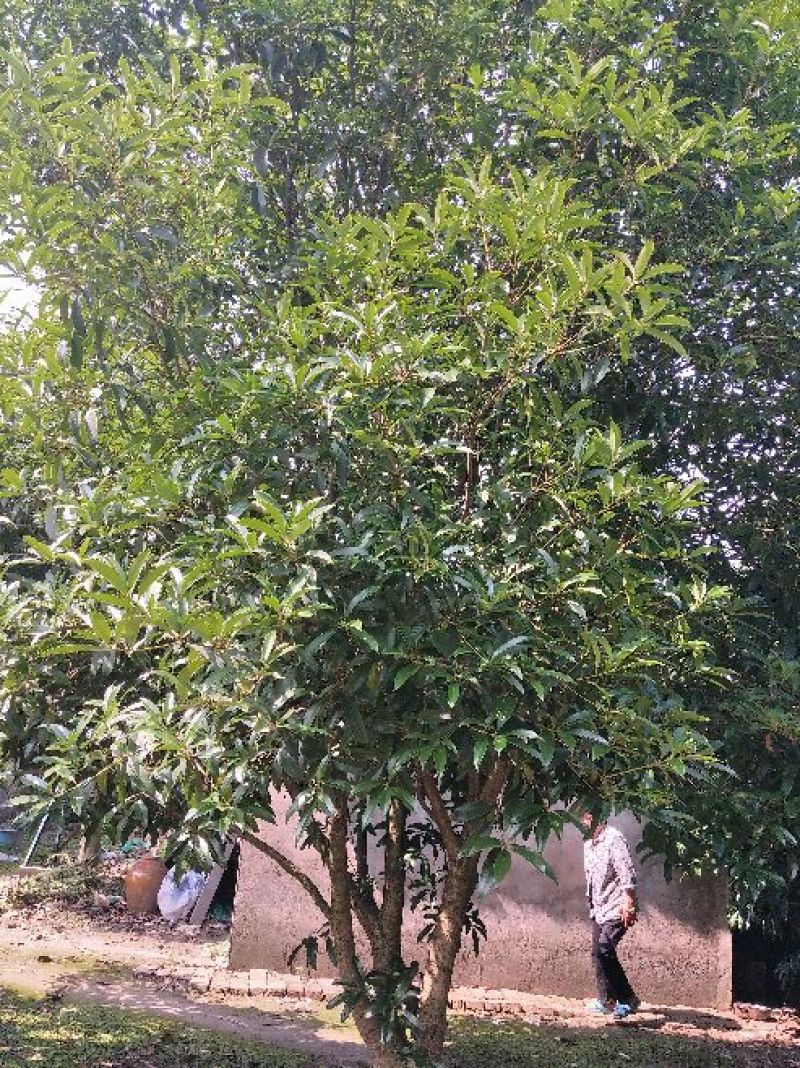 桂花树