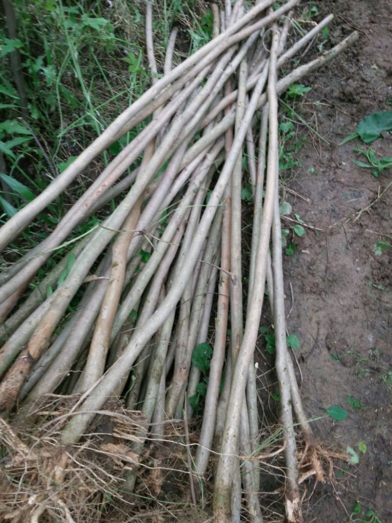 紫薇苗圃直销，占地拆迁苗。地径2厘米粗