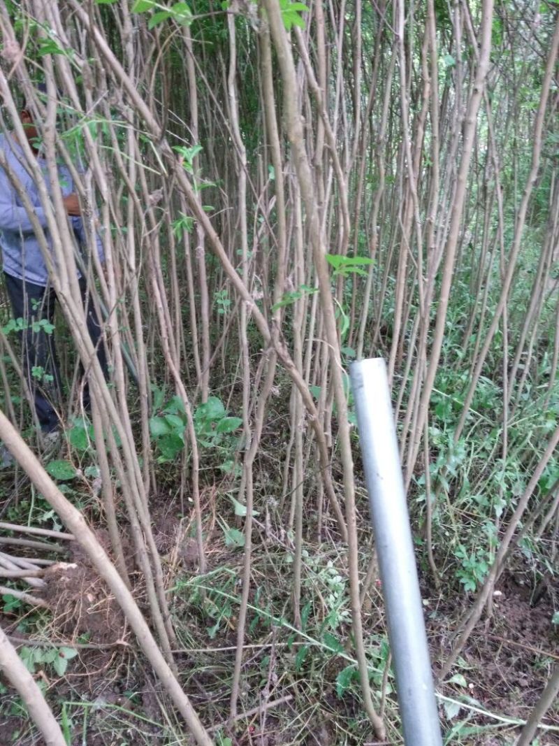 紫薇苗圃直销，占地拆迁苗。地径2厘米粗