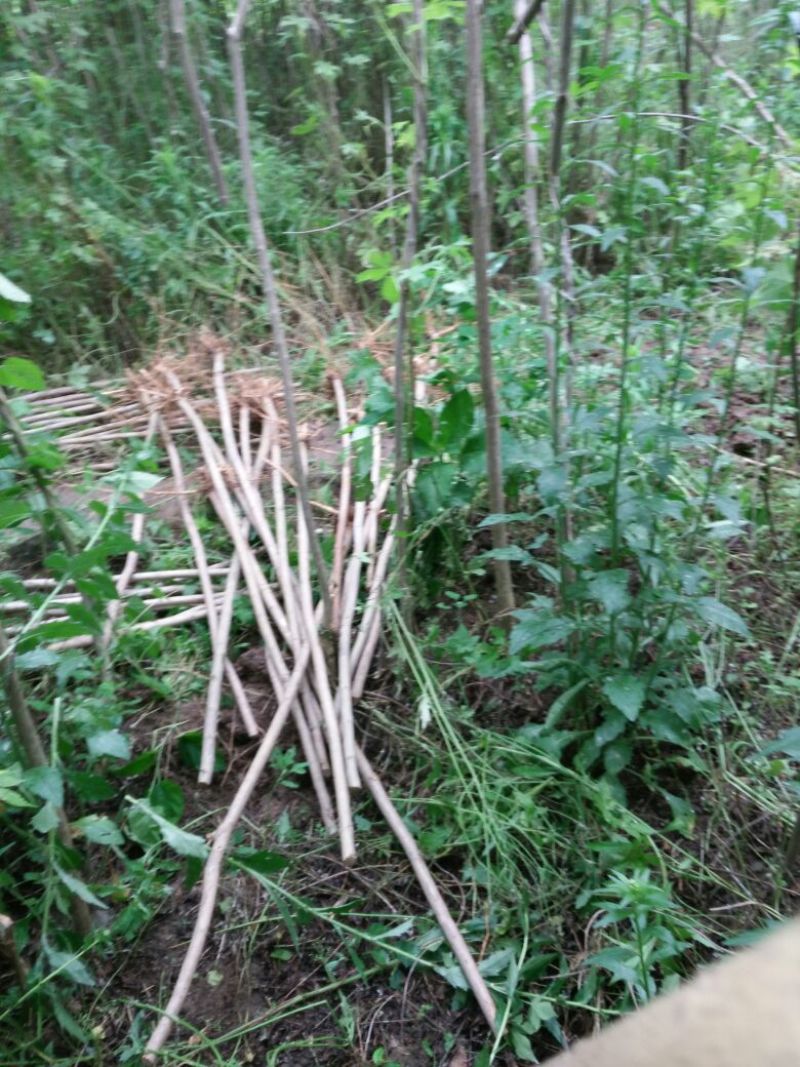 紫薇苗圃直销，占地拆迁苗。地径2厘米粗