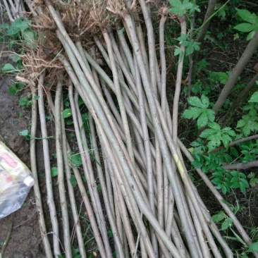 紫薇苗圃直销，占地拆迁苗。地径2厘米粗