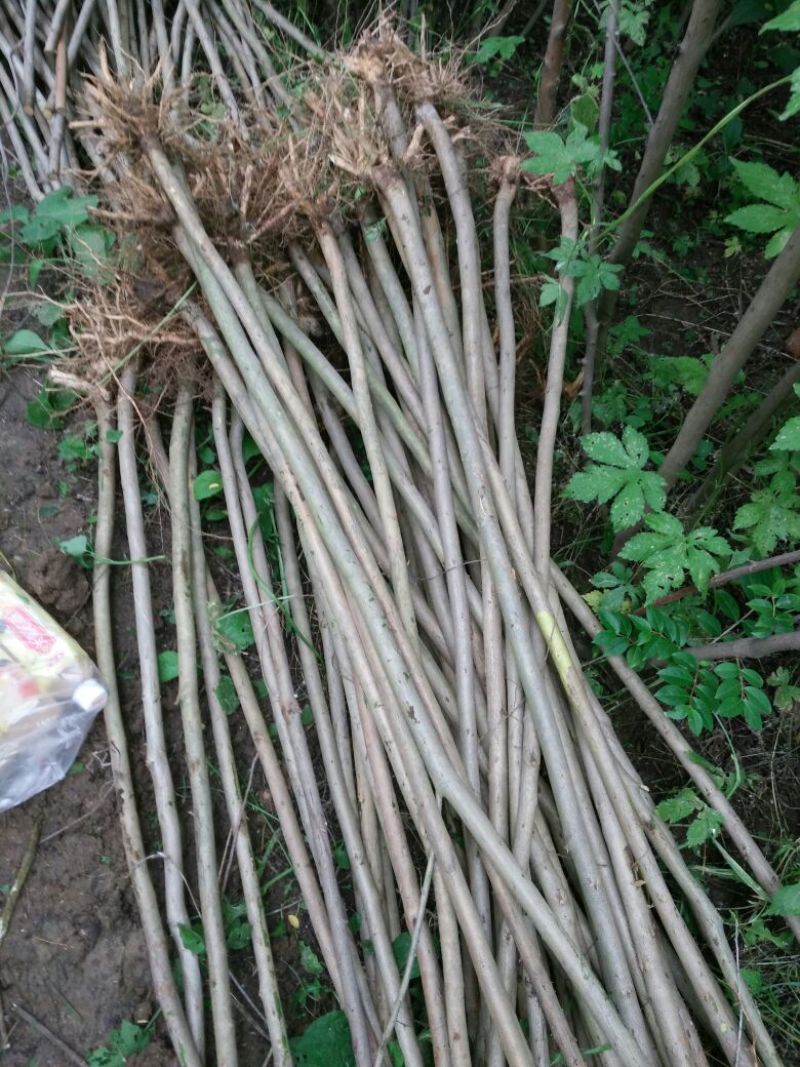 紫薇苗圃直销，占地拆迁苗。地径2厘米粗