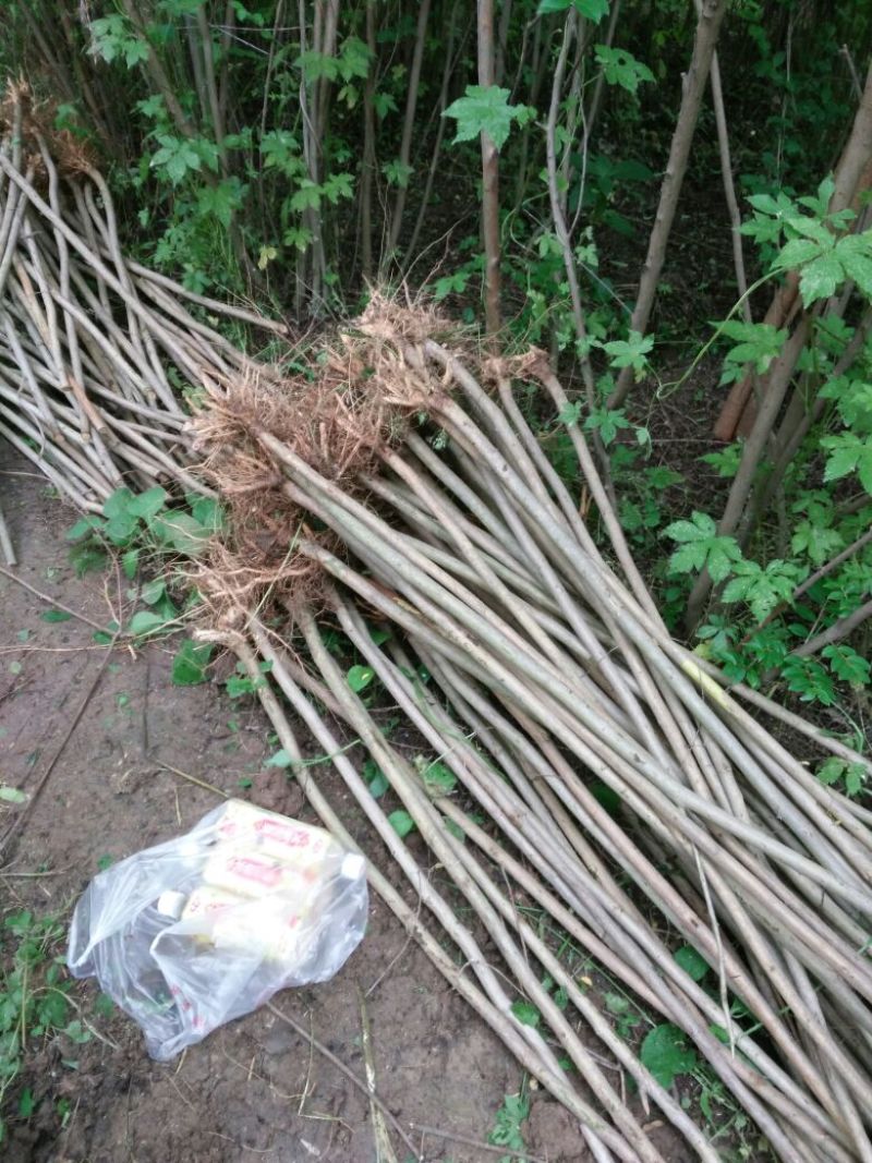 紫薇苗圃直销，占地拆迁苗。地径2厘米粗