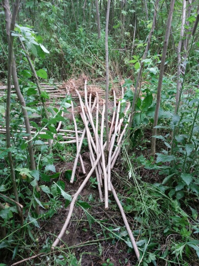 紫薇苗圃直销，占地拆迁苗。地径2厘米粗
