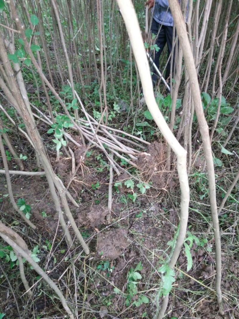 紫薇苗圃直销，占地拆迁苗。地径2厘米粗