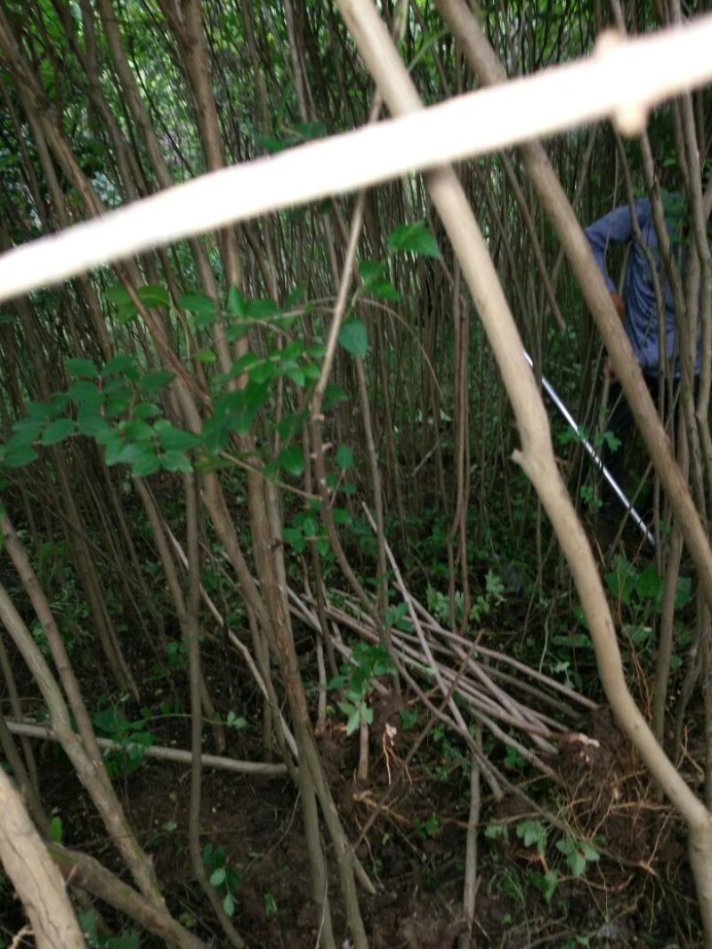紫薇苗圃直销，占地拆迁苗。地径2厘米粗