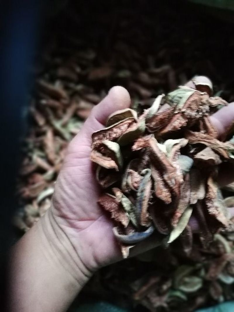 王不留行