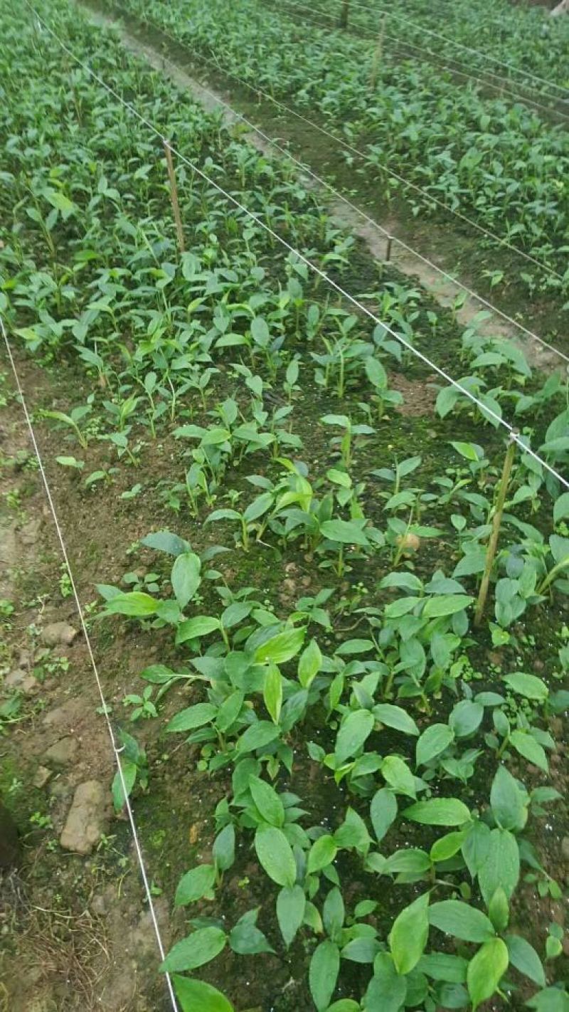草果苗