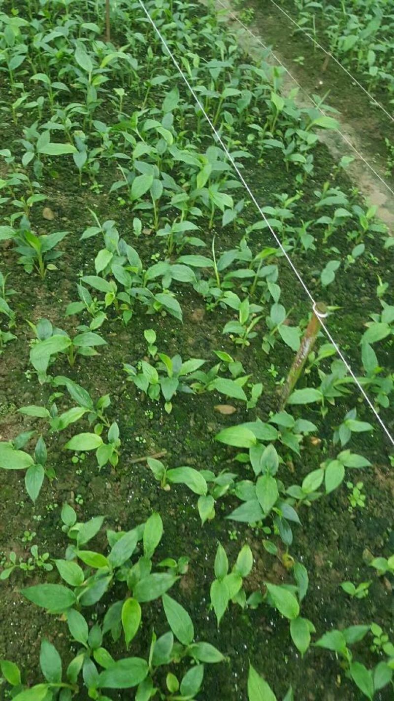 草果苗