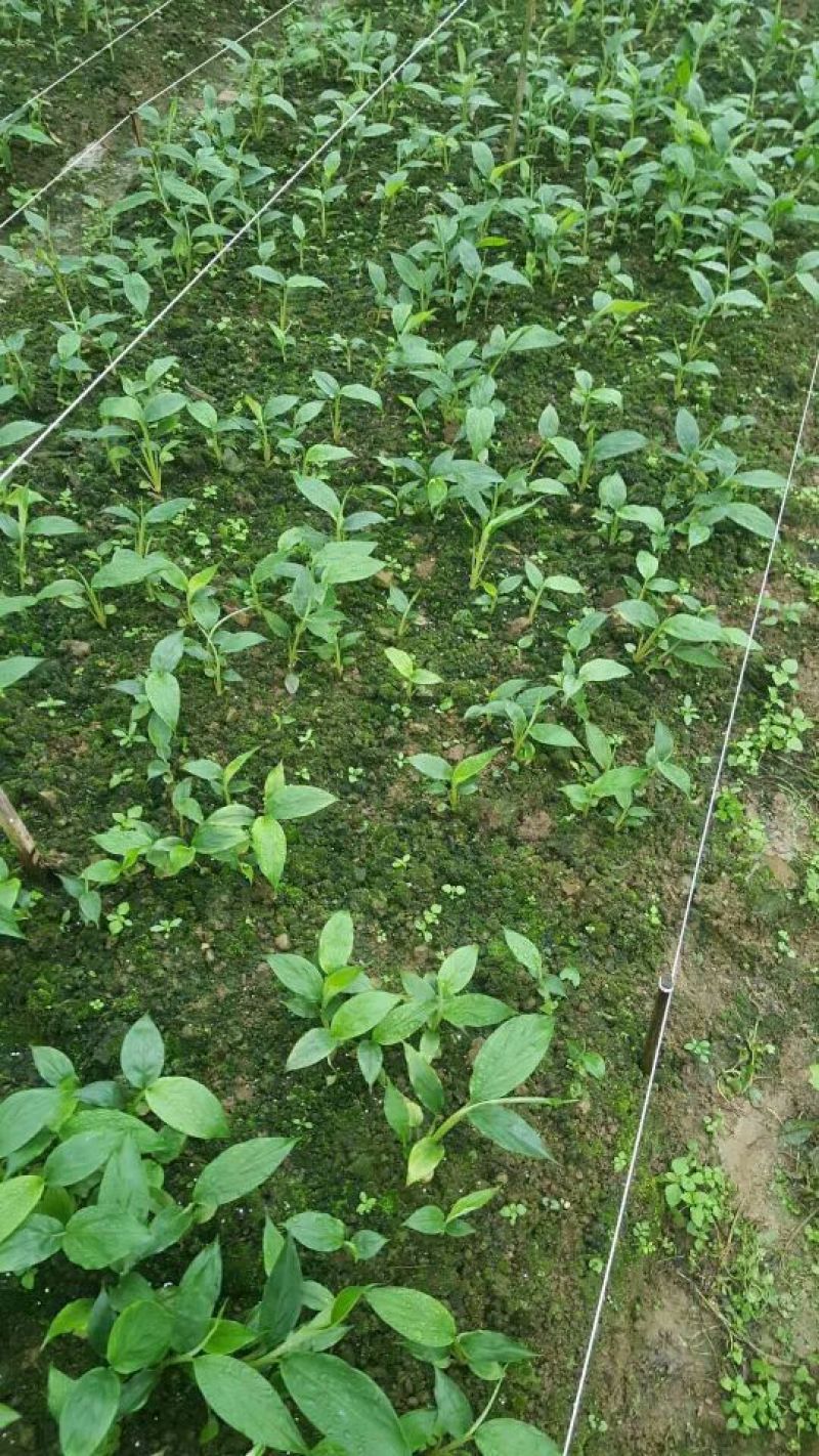 草果苗