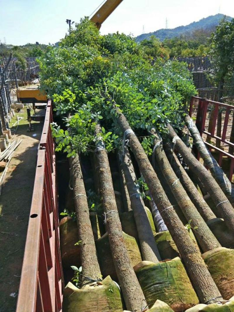 出售香樟移植袋苗5公分15公分-30公分需要的老板联系
