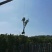 出售香樟移植袋苗5公分15公分-30公分需要的老板联系