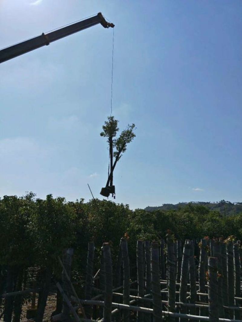 出售香樟移植袋苗5公分15公分-30公分需要的老板联系