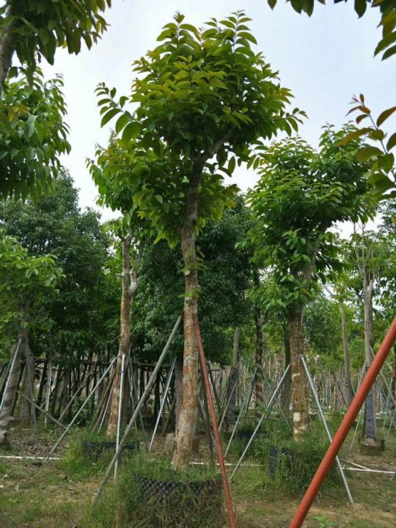 出售大叶紫薇移植袋苗5-15公分需要的老板联系