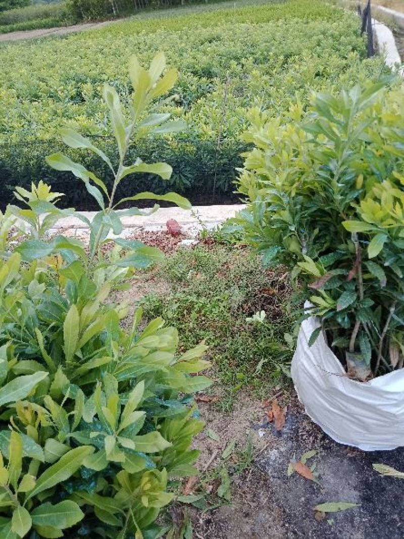 自家东魁杨梅苗，已上市了