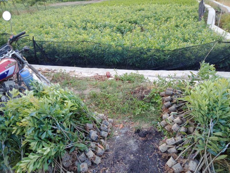自家东魁杨梅苗，已上市了