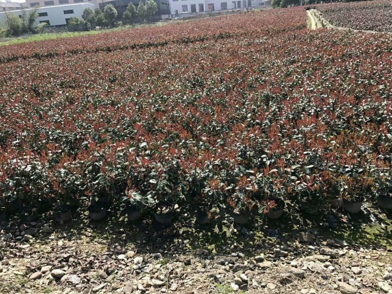 红叶石楠苗红叶石楠小苗红叶石楠小杯红叶石楠大杯苗