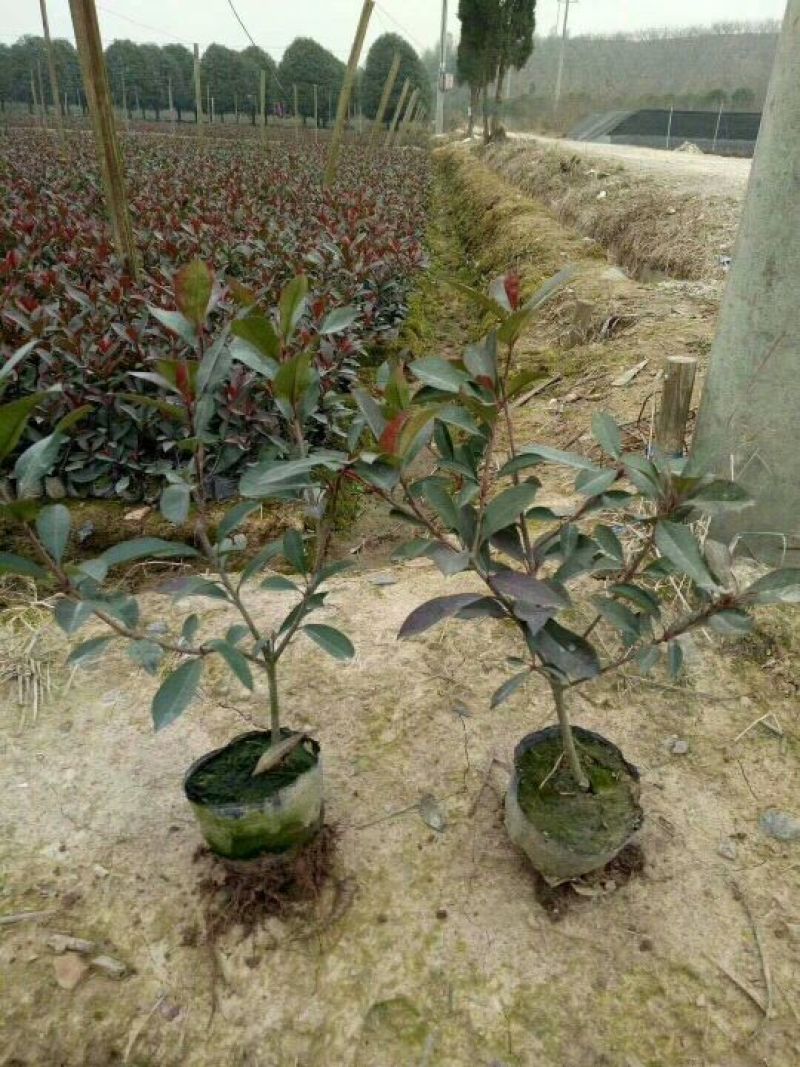 红叶石楠苗红叶石楠小苗红叶石楠小杯红叶石楠大杯苗