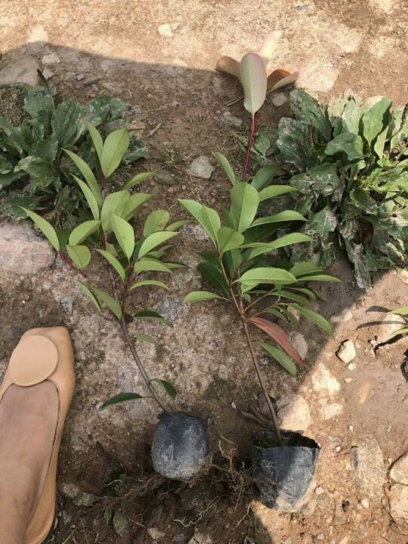 红叶石楠苗红叶石楠小苗红叶石楠小杯红叶石楠大杯苗