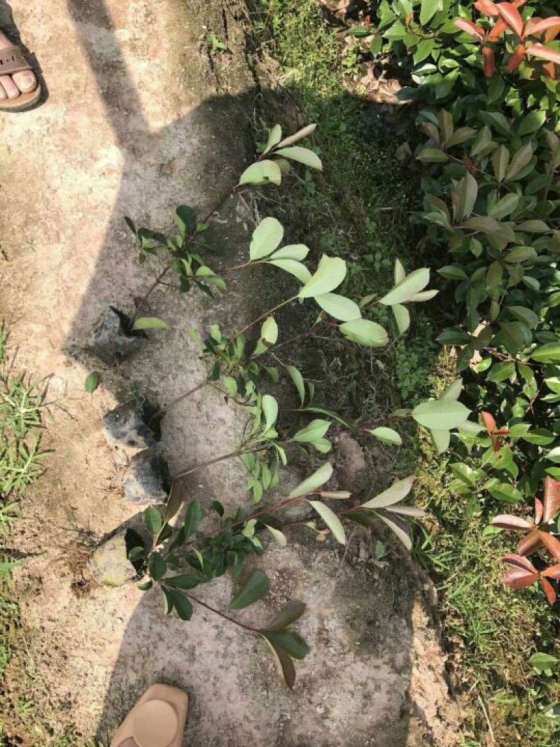 红叶石楠苗红叶石楠小苗红叶石楠小杯红叶石楠大杯苗