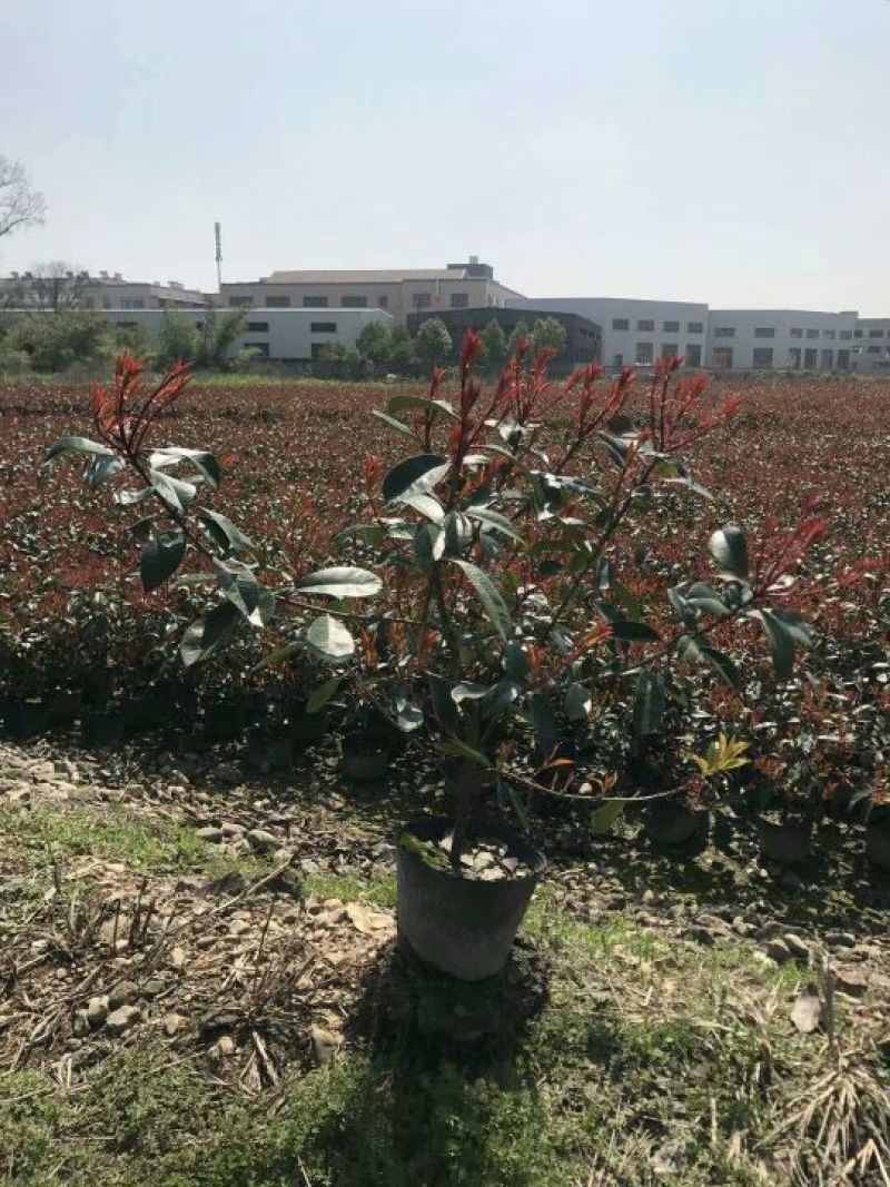 红叶石楠苗红叶石楠小苗红叶石楠小杯红叶石楠大杯苗