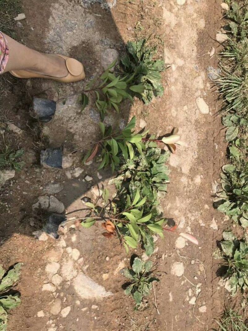 红叶石楠苗红叶石楠小苗红叶石楠小杯红叶石楠大杯苗