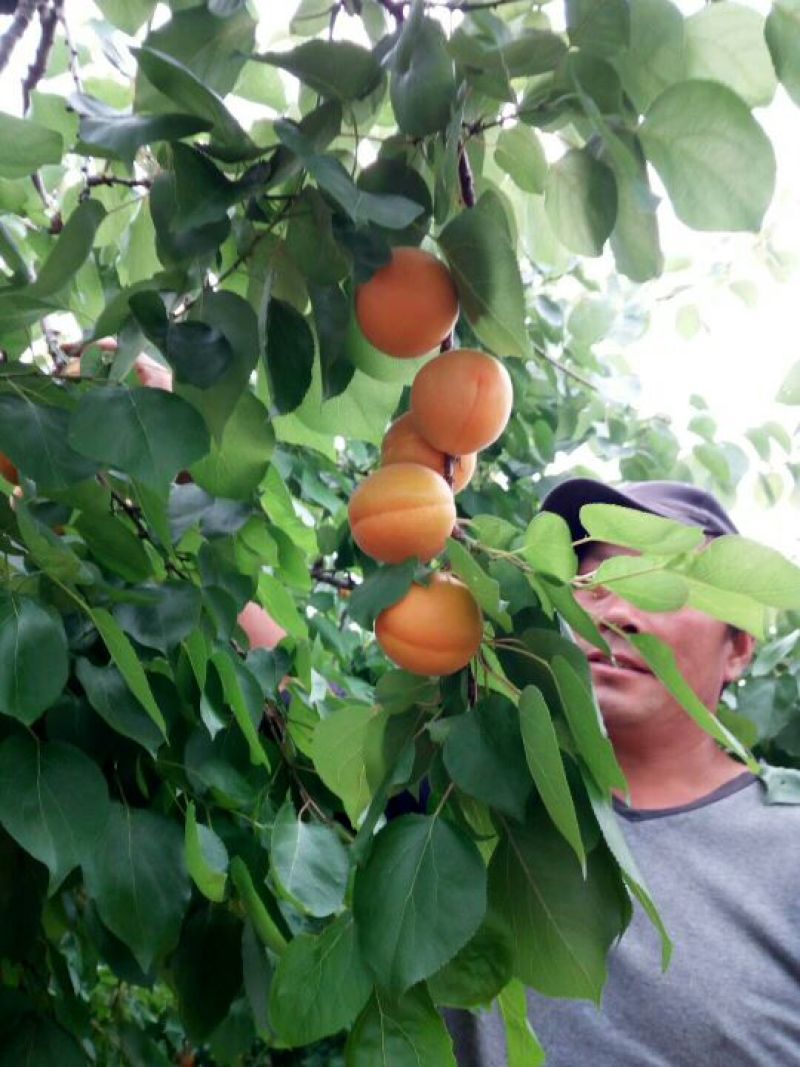 露天油桃，大黄杏