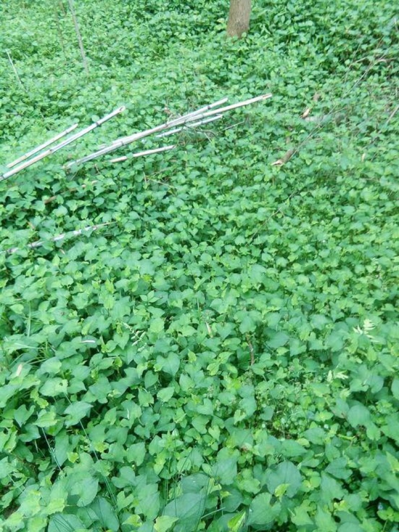 鱼腥草包装袋