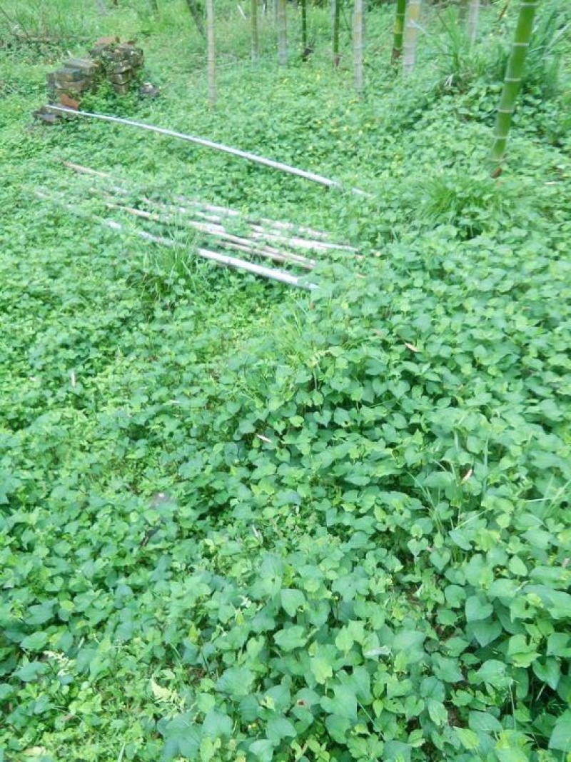 鱼腥草包装袋
