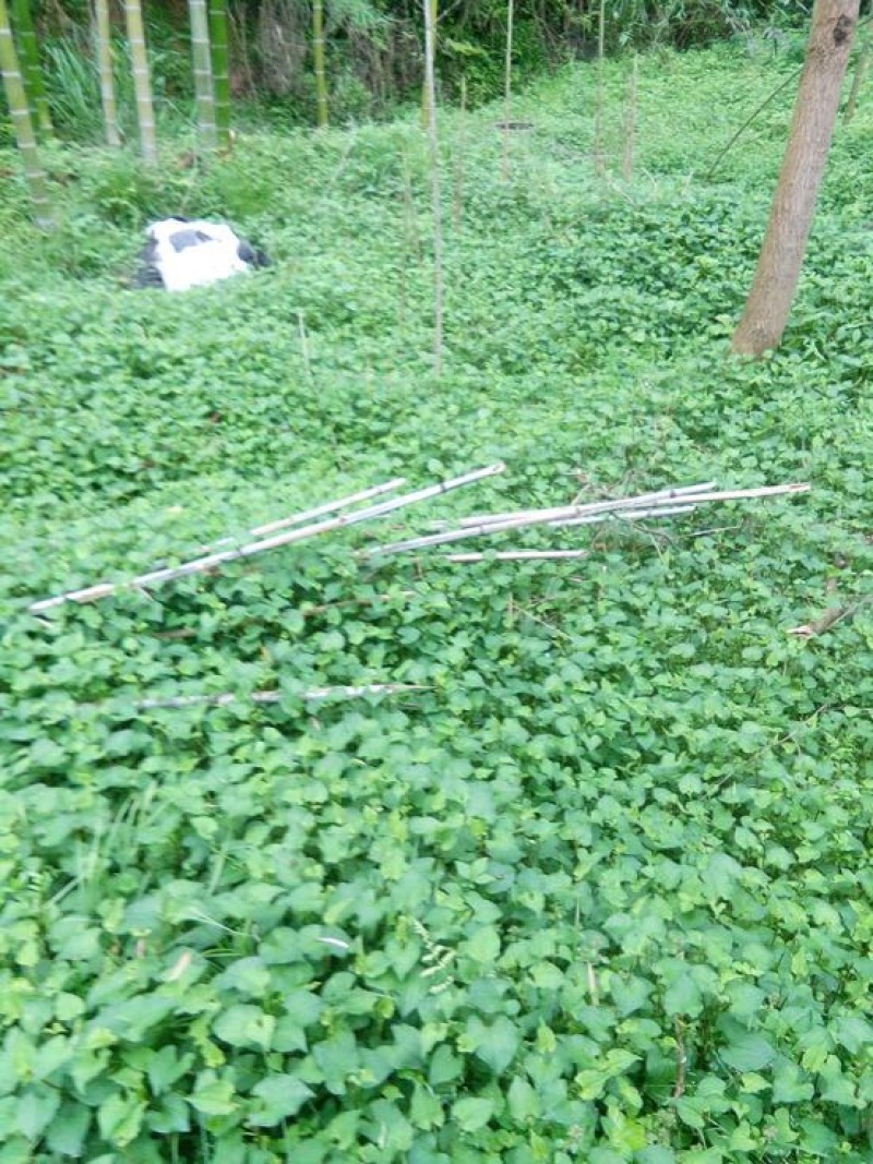 鱼腥草包装袋