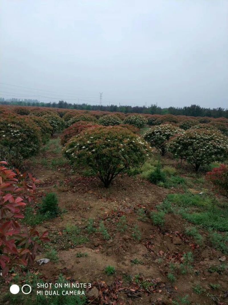 红叶石楠苗红叶石楠小苗红叶石楠小杯红叶石楠大杯苗