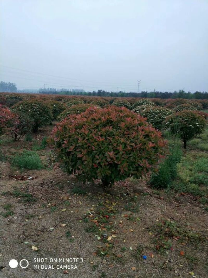红叶石楠苗红叶石楠小苗红叶石楠小杯红叶石楠大杯苗