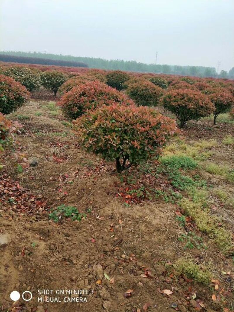 红叶石楠苗红叶石楠小苗红叶石楠小杯红叶石楠大杯苗