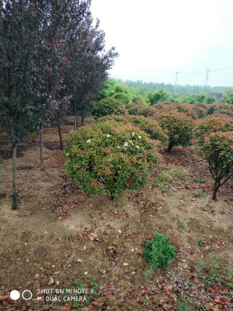 红叶石楠苗红叶石楠小苗红叶石楠小杯红叶石楠大杯苗