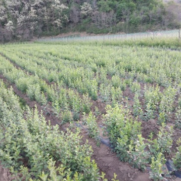 北苍术苗承德。关苍术苗辽宁。品种纯正，产量高，抗病能力强