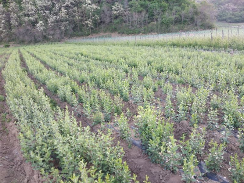 北苍术苗承德。关苍术苗辽宁。品种纯正，产量高，抗病能力强