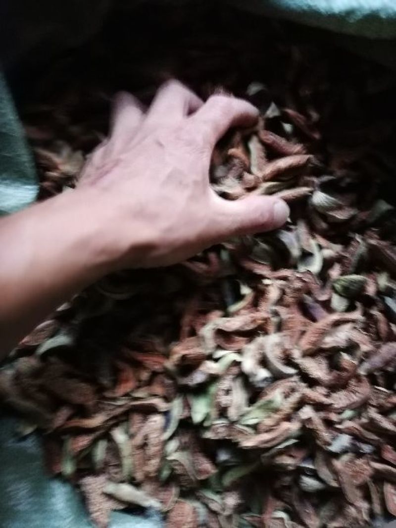 王不留行
