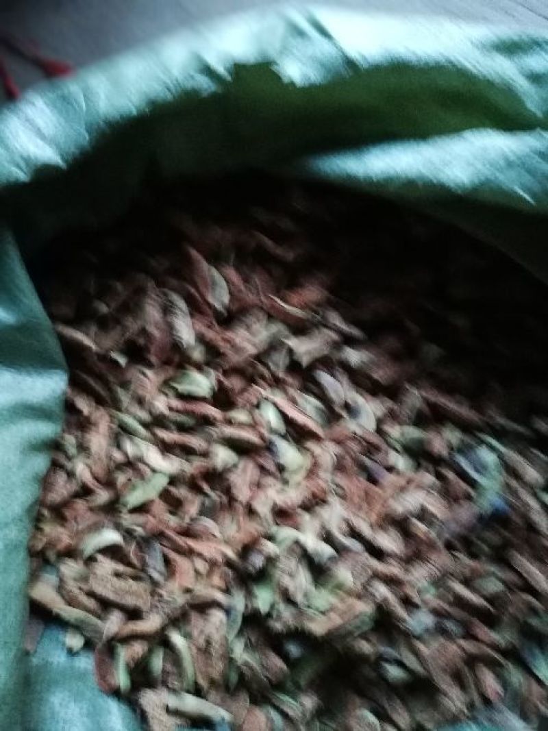王不留行