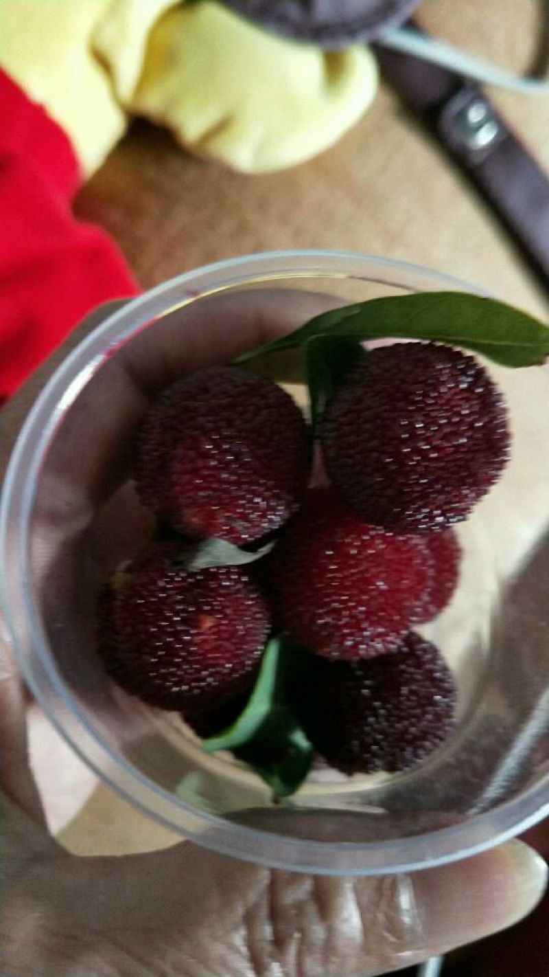 靖州，杨梅