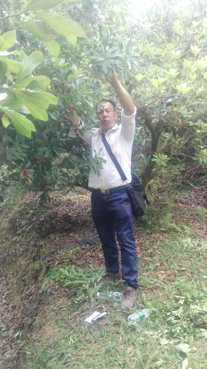 靖州，杨梅