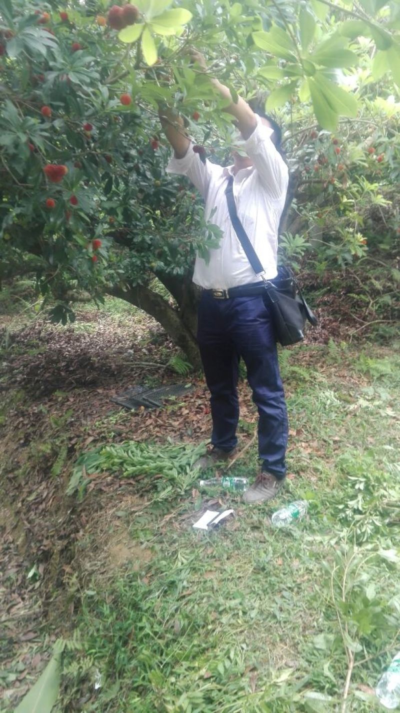 靖州，杨梅