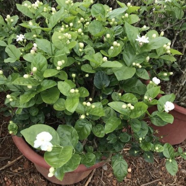 茉莉花球形老树盆栽