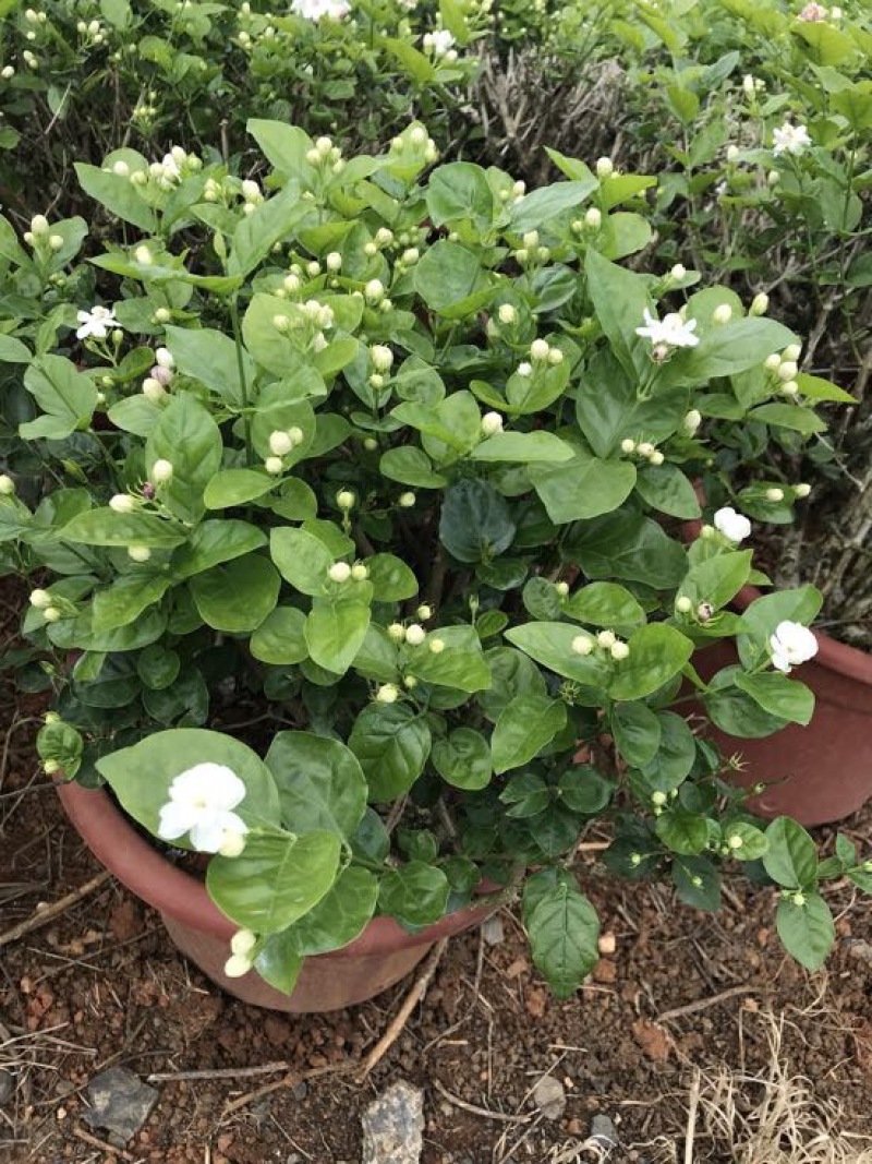 茉莉花球形老树盆栽
