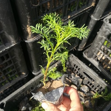 波斯菊