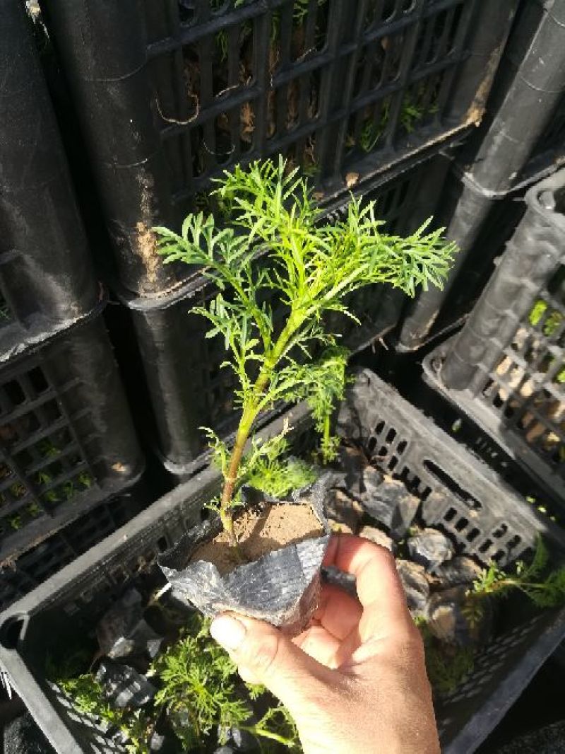 波斯菊