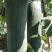 广西黑皮吊冬瓜，铁心瓜，基地直供，15斤起